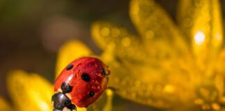 Bug tracking system