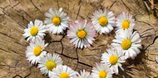 White Flowers